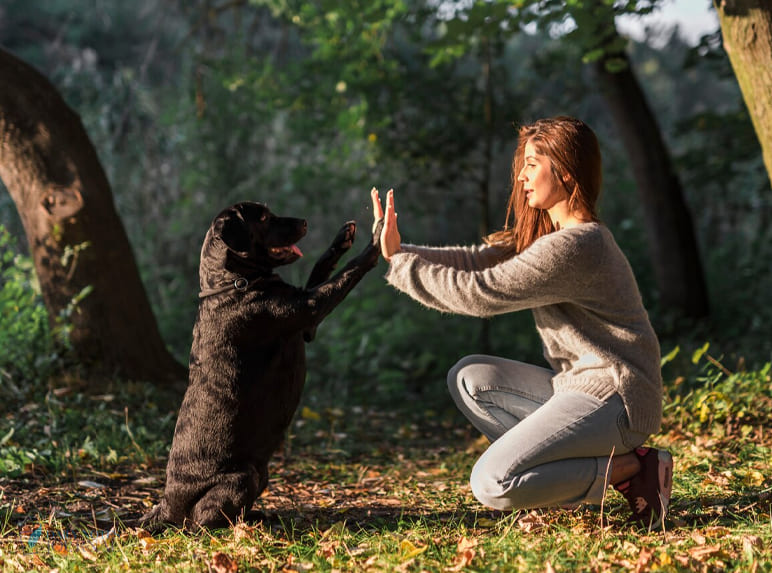 #1 Dog Trainer